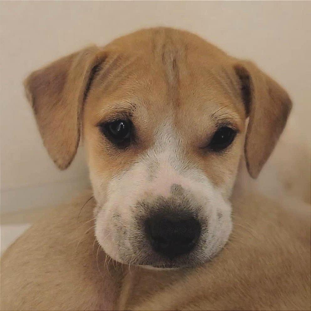 Enlarge Lance, a Adoptable mixed breed in Concord, NC image 3/6