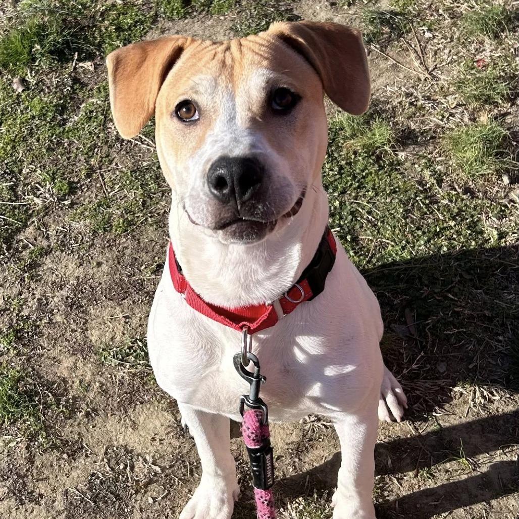 Enlarge Lance, a Adoptable mixed breed in Concord, NC image 4/6