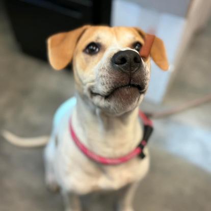 Enlarge Lance, a Adoptable mixed breed in Concord, NC image 5/6