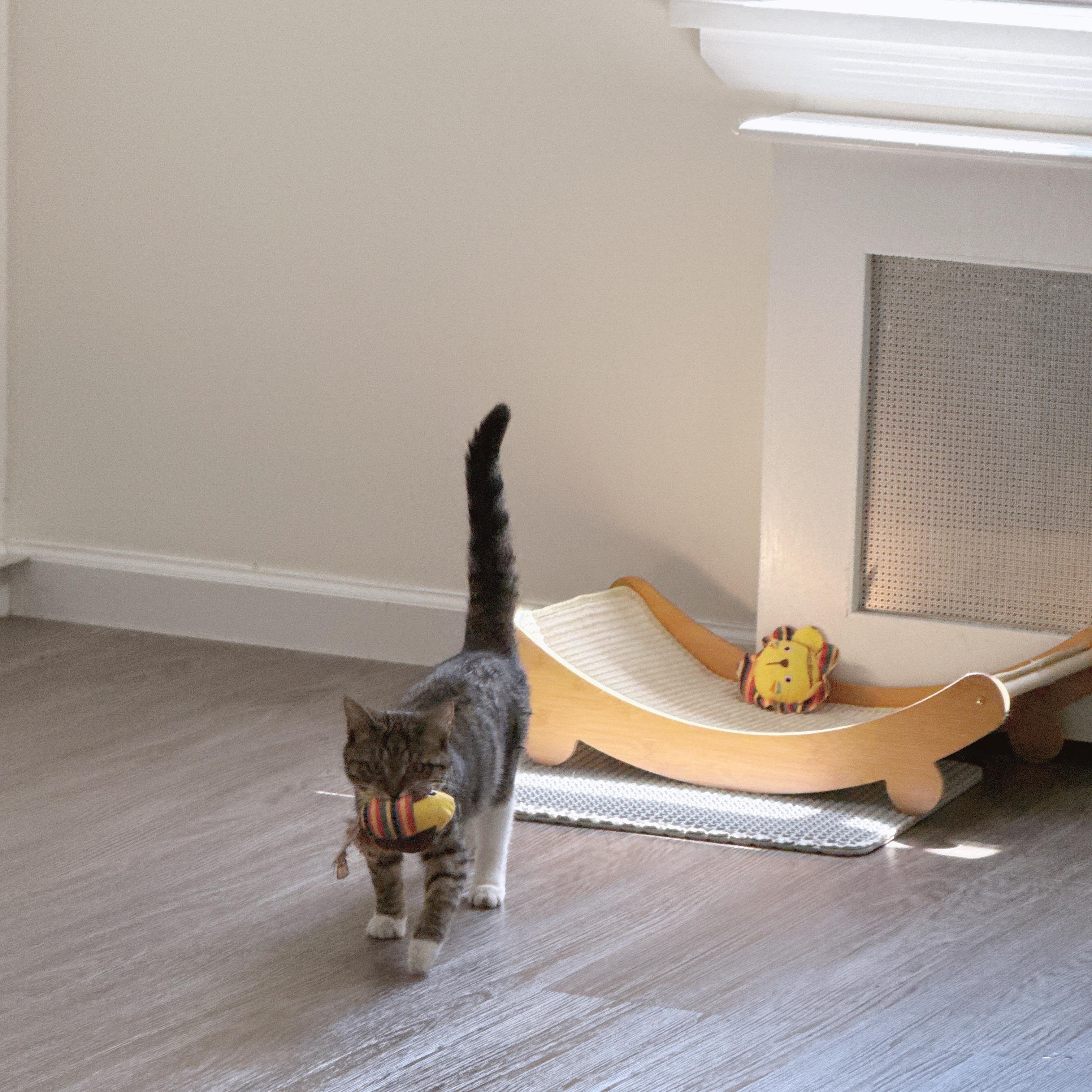 Hermés, Adoptable, Young Female American Shorthair.