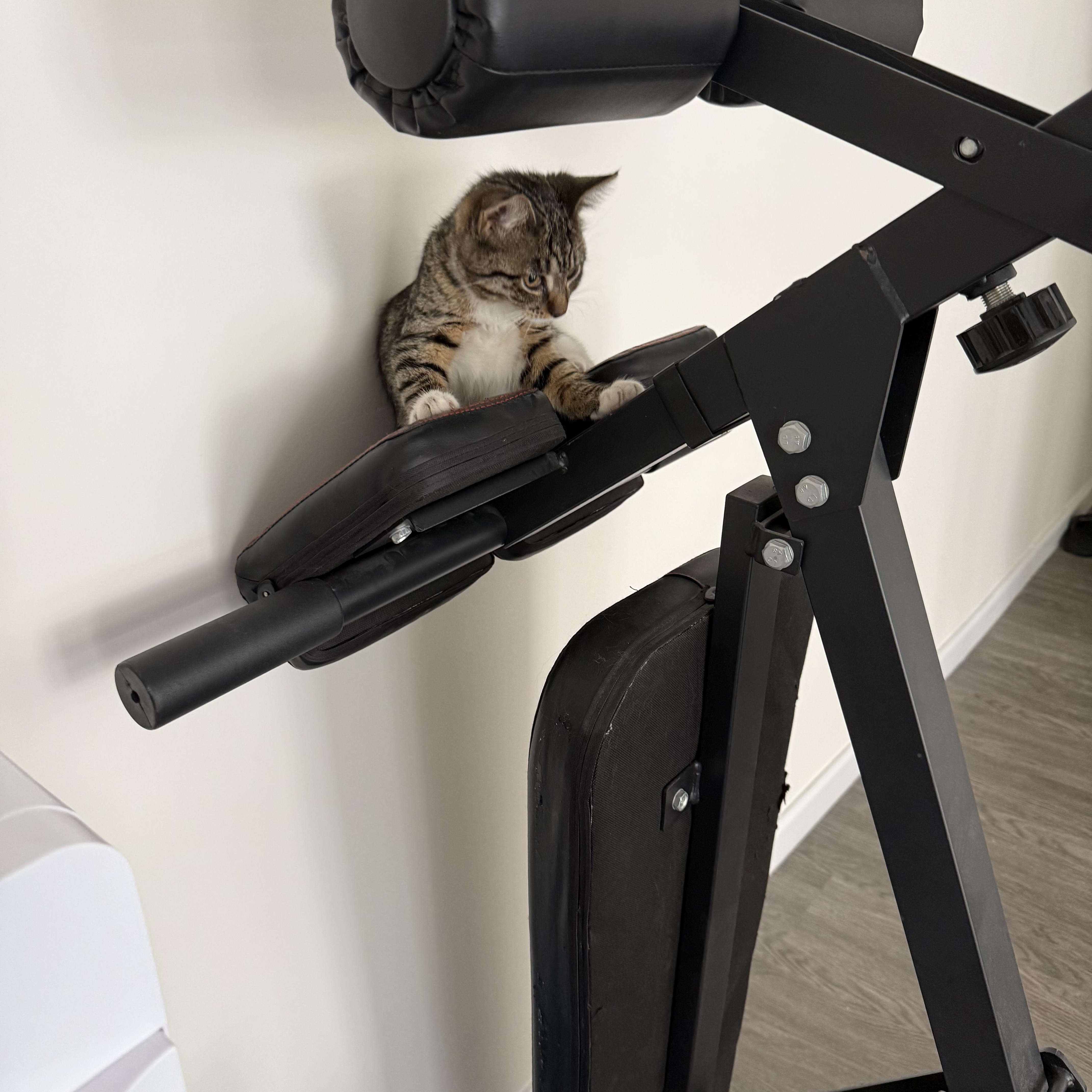 Enlarge Hermés, a Adoptable American Shorthair in Flushing, NY image 3/6