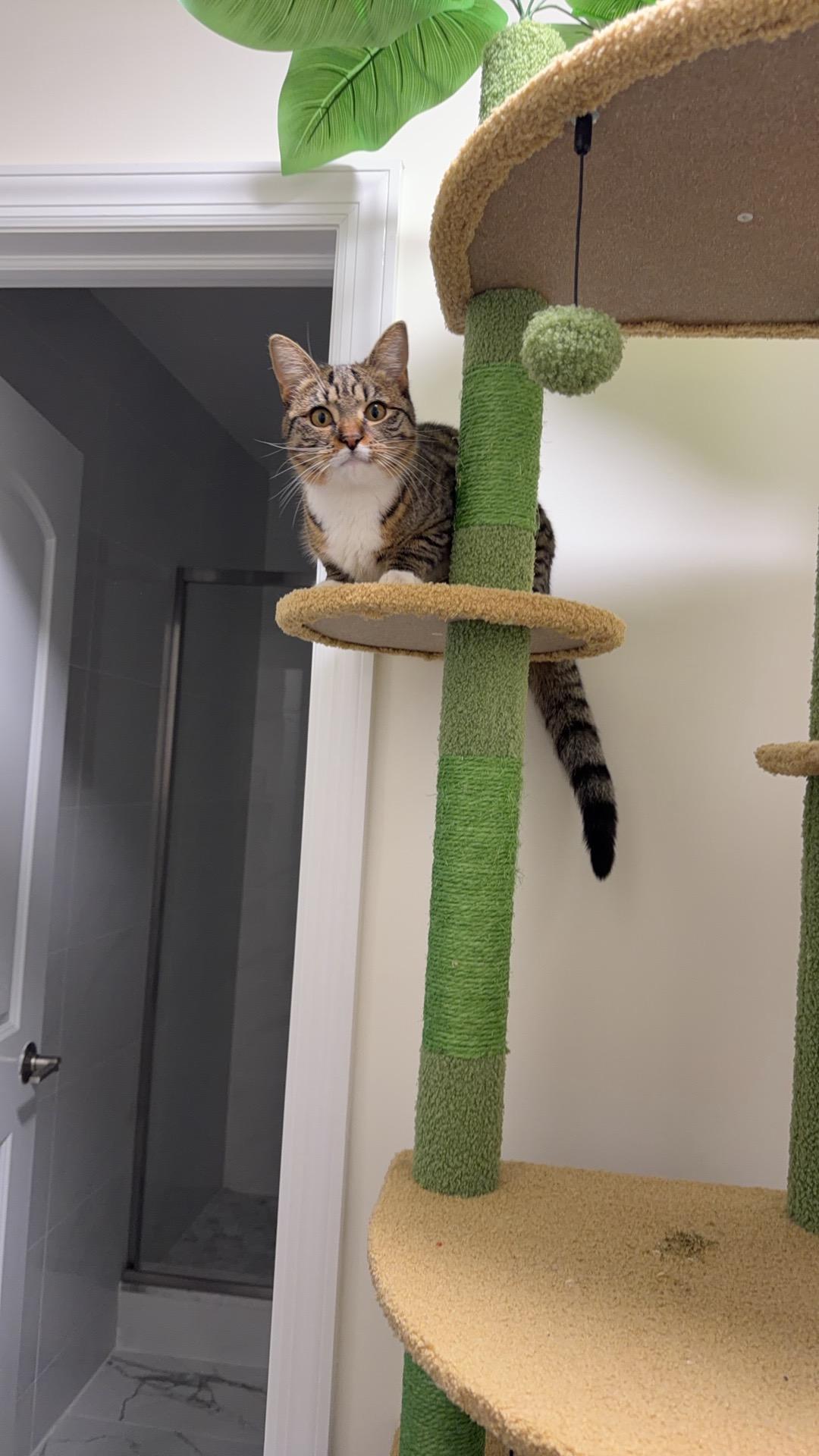 Hermés, Adoptable, Young Female American Shorthair.