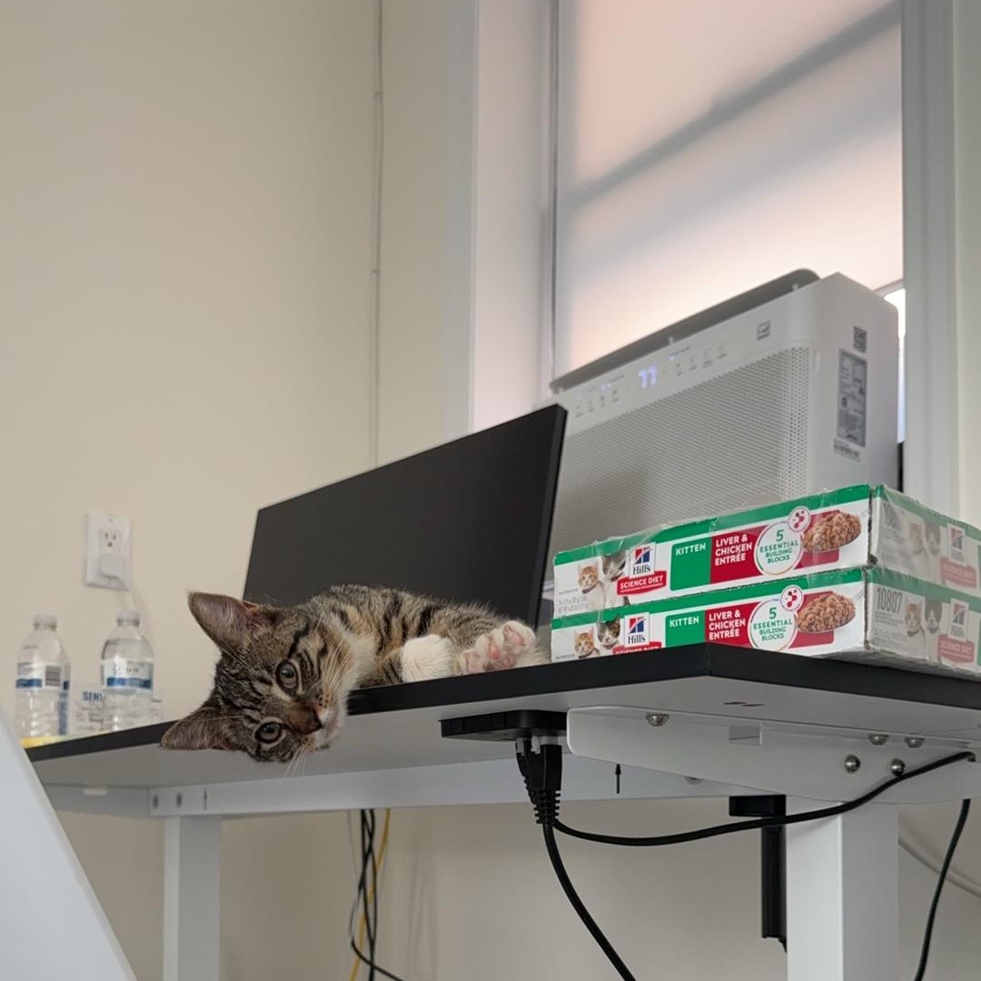 Enlarge Hermés, a Adoptable American Shorthair in Flushing, NY image 4/6