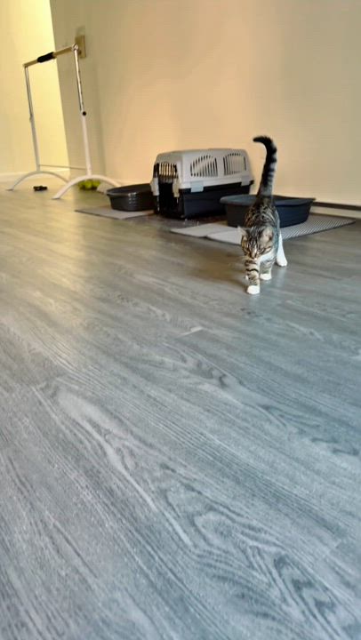 Enlarge Hermés, a Adoptable American Shorthair in Flushing, NY video 5/6