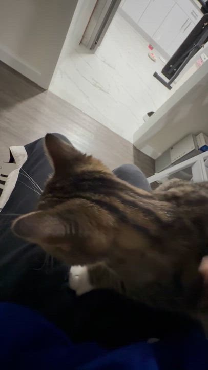 Enlarge Hermés, a Adoptable American Shorthair in Flushing, NY video 6/6