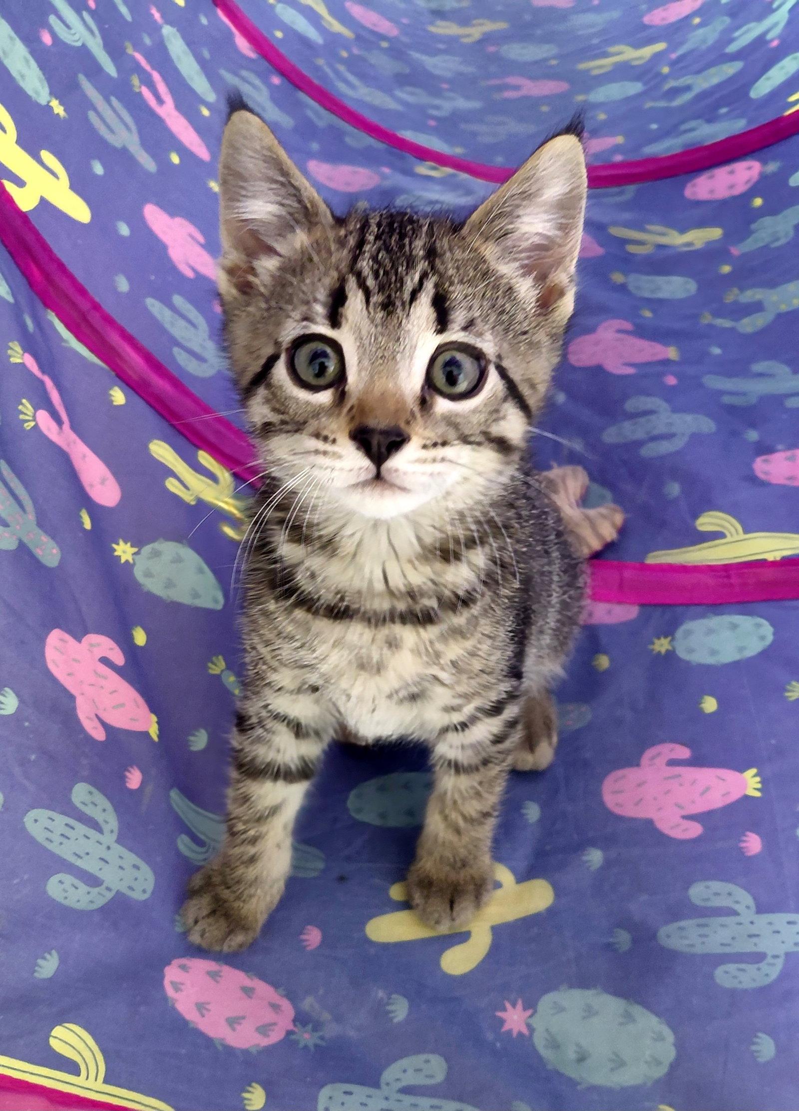 Fraser, Adoptable, Kitten Male Domestic Short Hair.