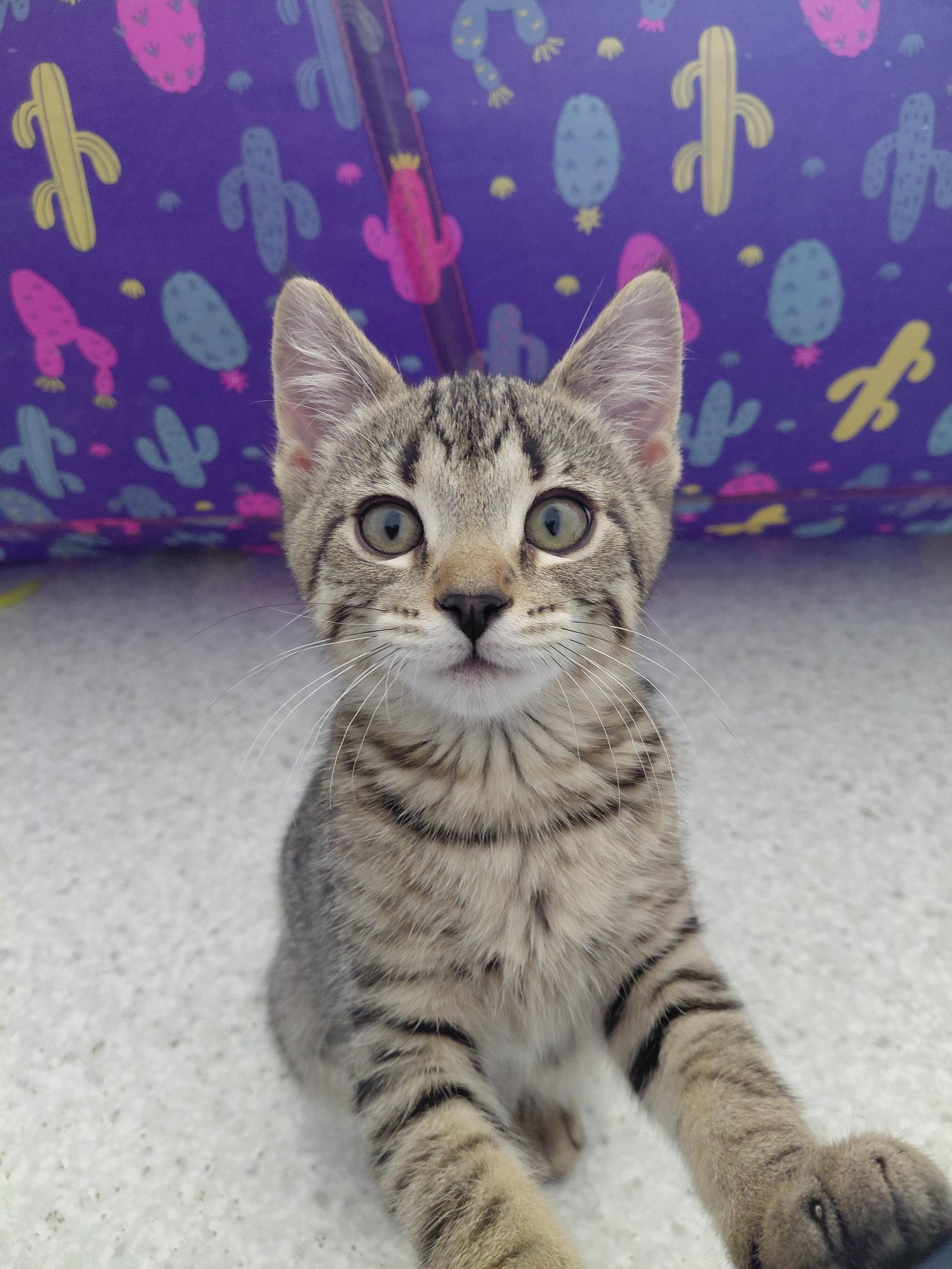 Enlarge Fraser, a Adoptable Domestic Short Hair in Montello, WI image 2/3