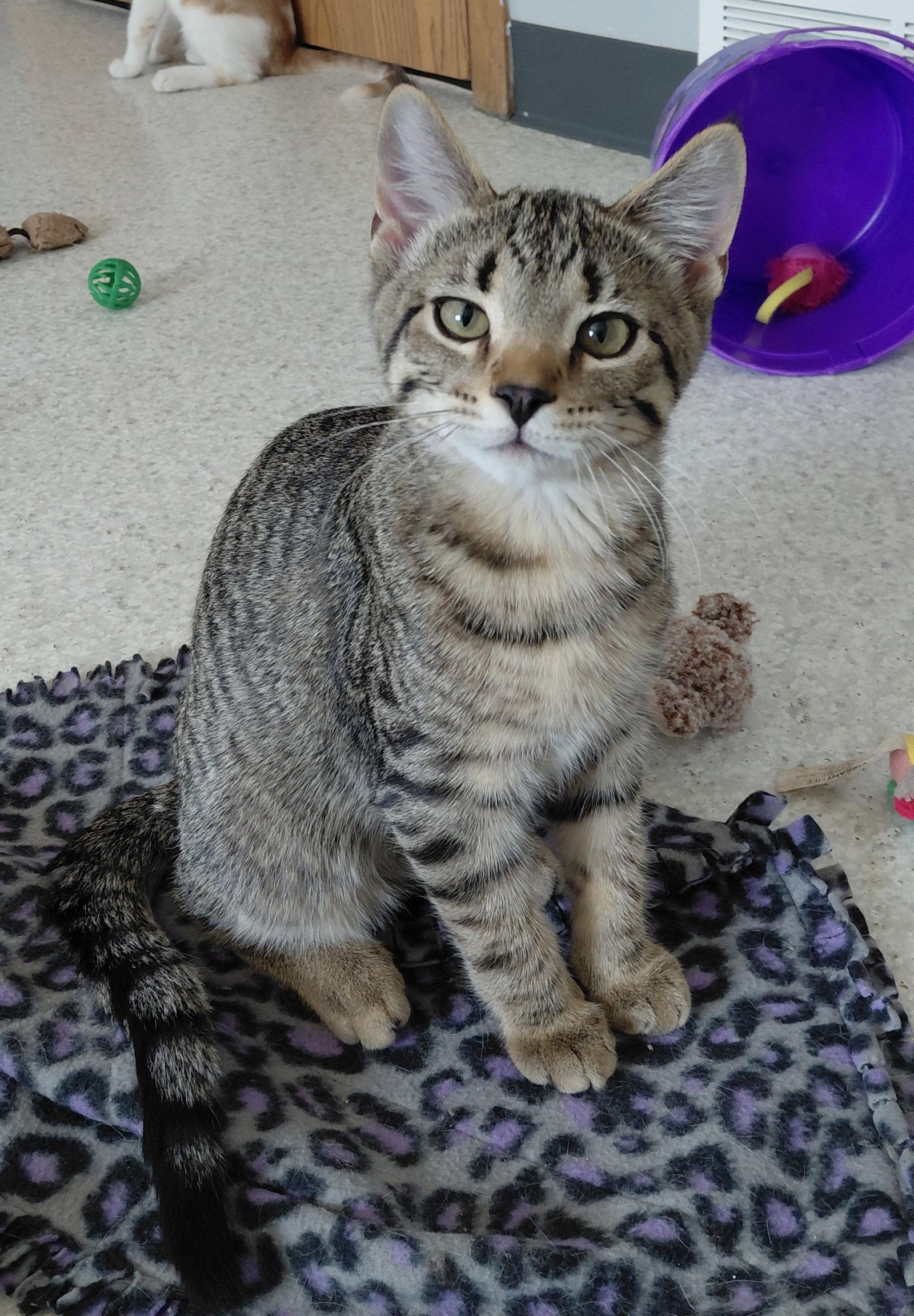 Enlarge Fraser, a Adoptable Domestic Short Hair in Montello, WI image 3/3