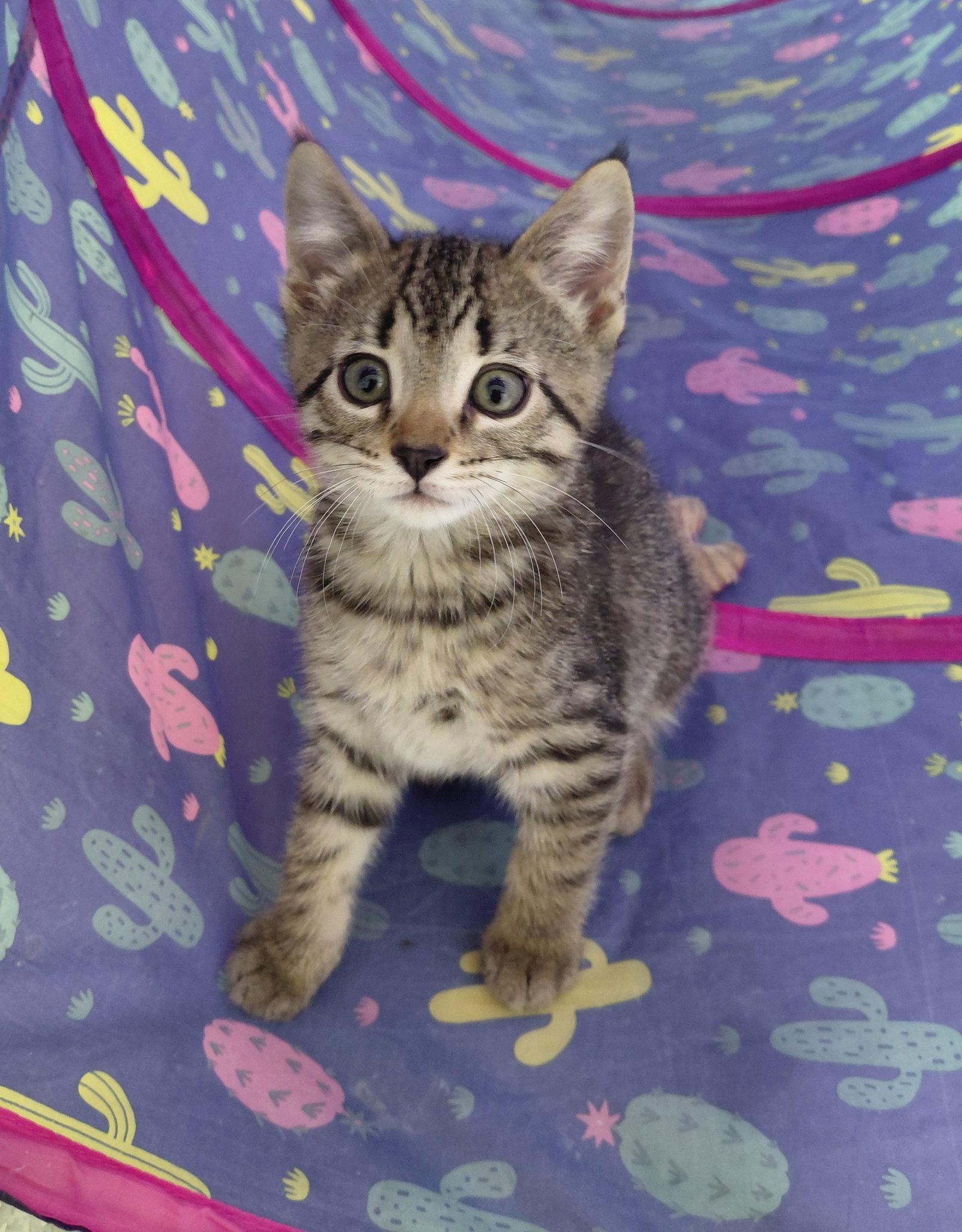 Fraser, a Adoptable Domestic Short Hair in Montello, WI image 2/3