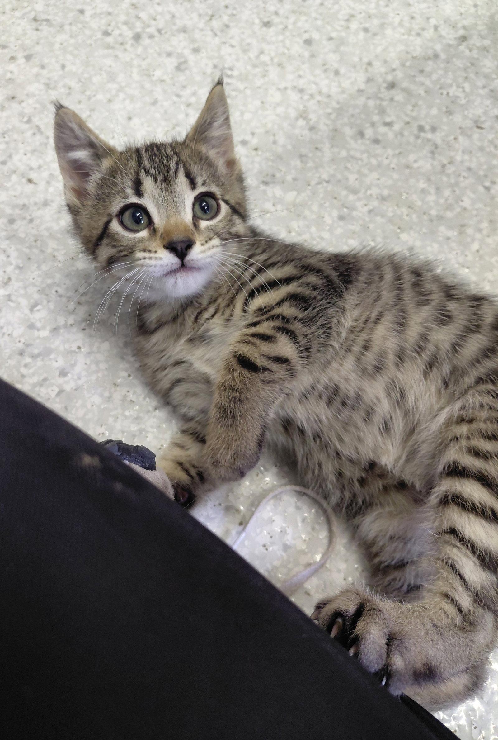 Fraser, a Adoptable Domestic Short Hair in Montello, WI image 3/3