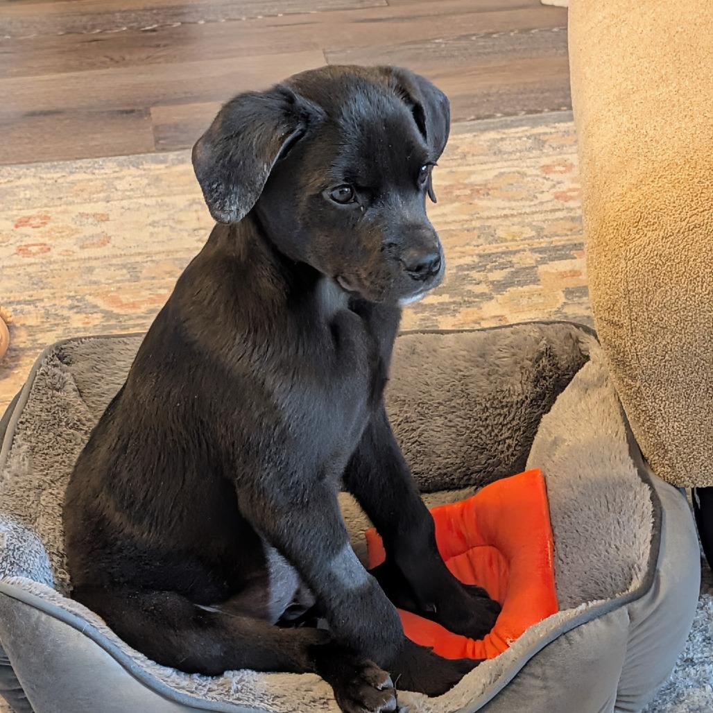 Odin, Adoptable, Puppy Male Labrador Retriever & Rottweiler.