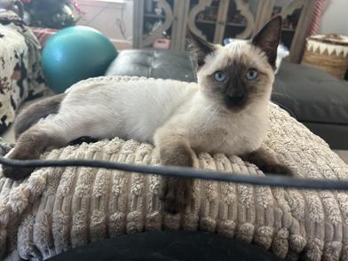 Star, adopted, Kitten Female Siamese.
