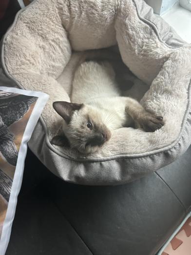 Enlarge Star, an adopted Siamese in FREDERICKSBURG , VA image 2/2