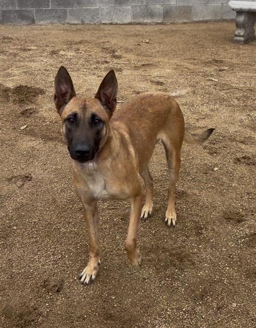 MALORY, Adoptable, Adult Female Belgian Shepherd / Malinois & Mixed Breed.