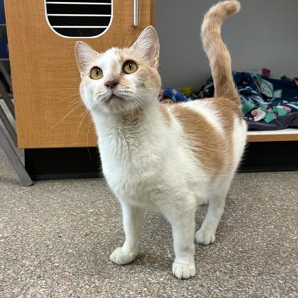 Enlarge Turnip, a Adoptable mixed breed in Wheaton, IL image 1/3