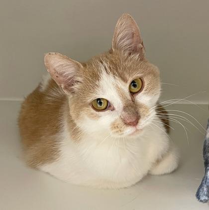 Enlarge Turnip, a Adoptable mixed breed in Wheaton, IL image 2/3