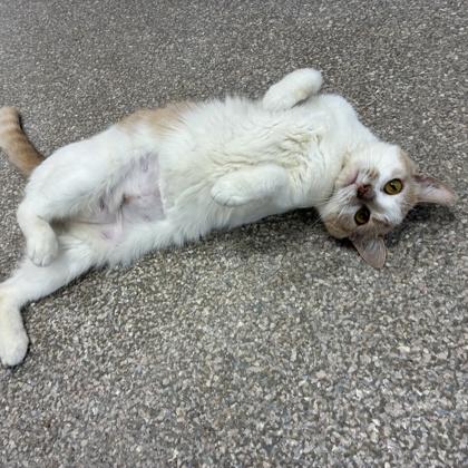Enlarge Turnip, a Adoptable mixed breed in Wheaton, IL image 3/3