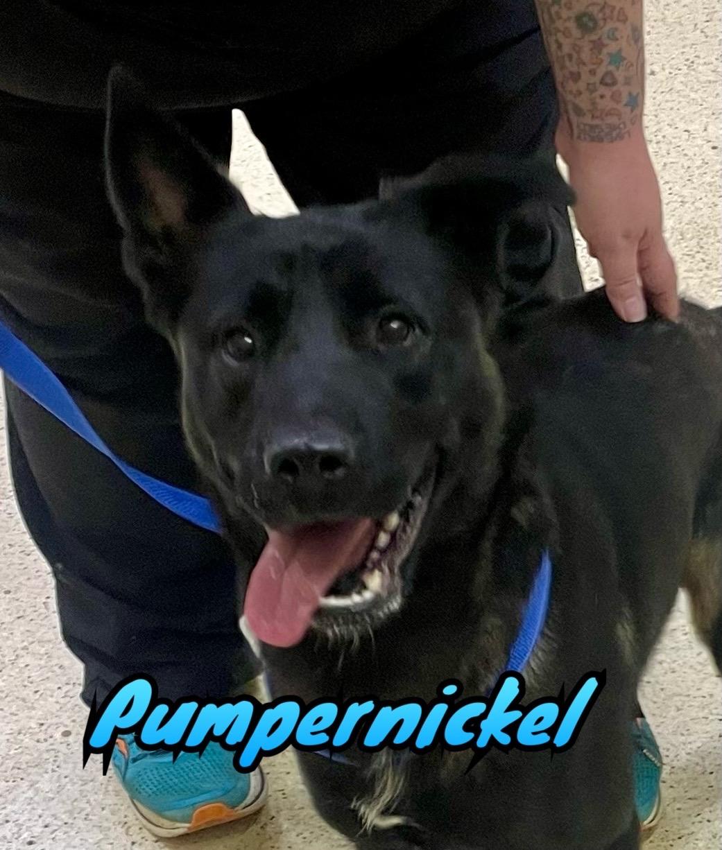 Pumpernickel