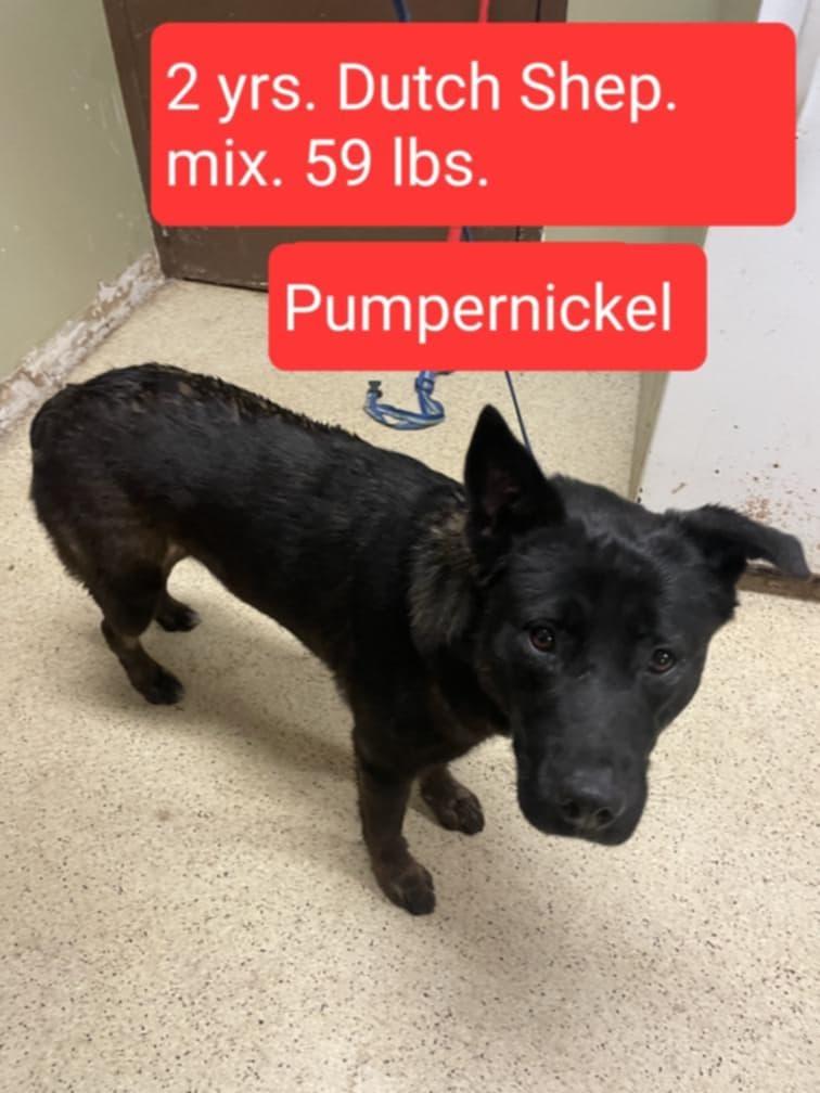 Pumpernickel