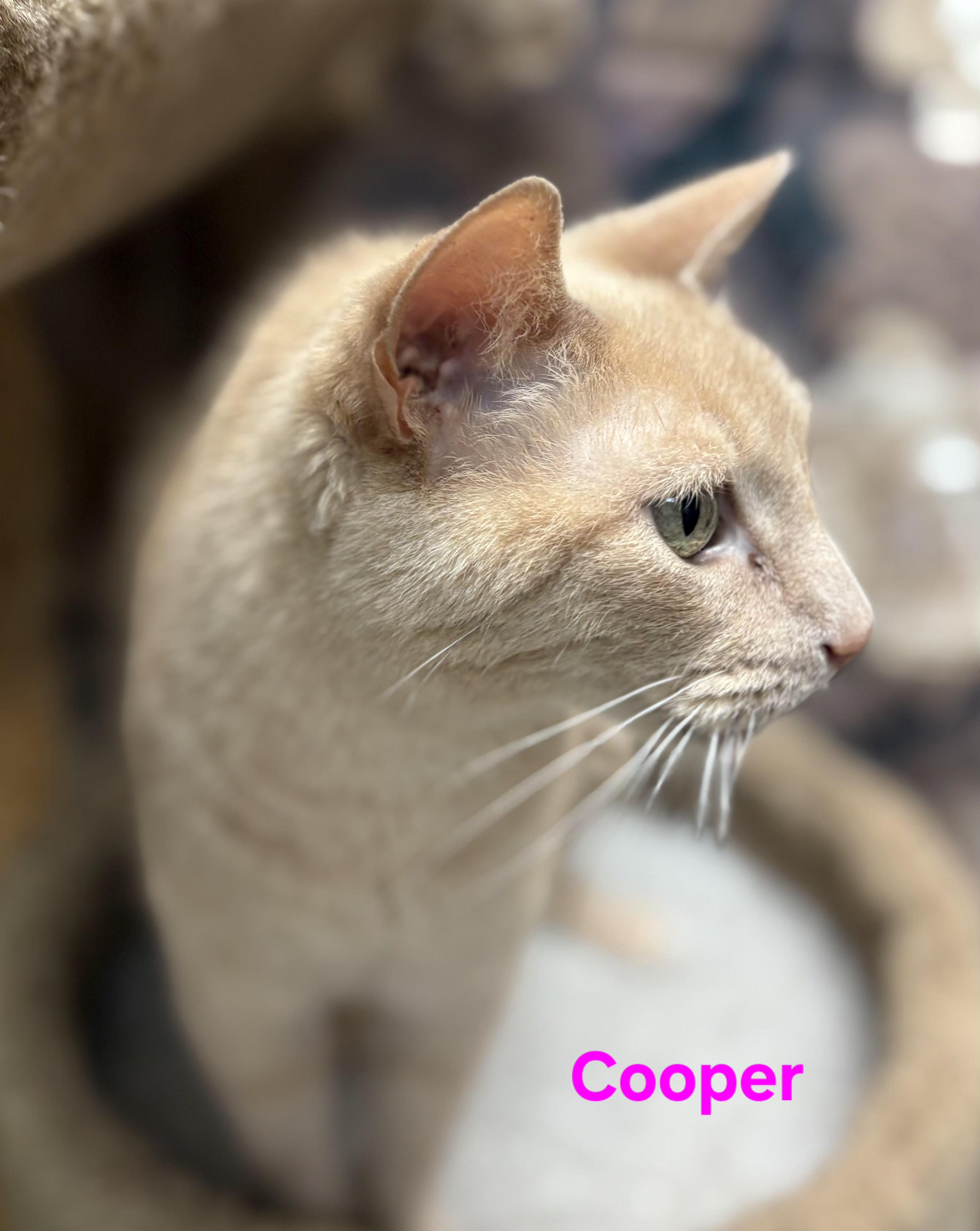 Enlarge Cooper, a ADOPTABLE Domestic Short Hair in Aurora, NE image 2/2