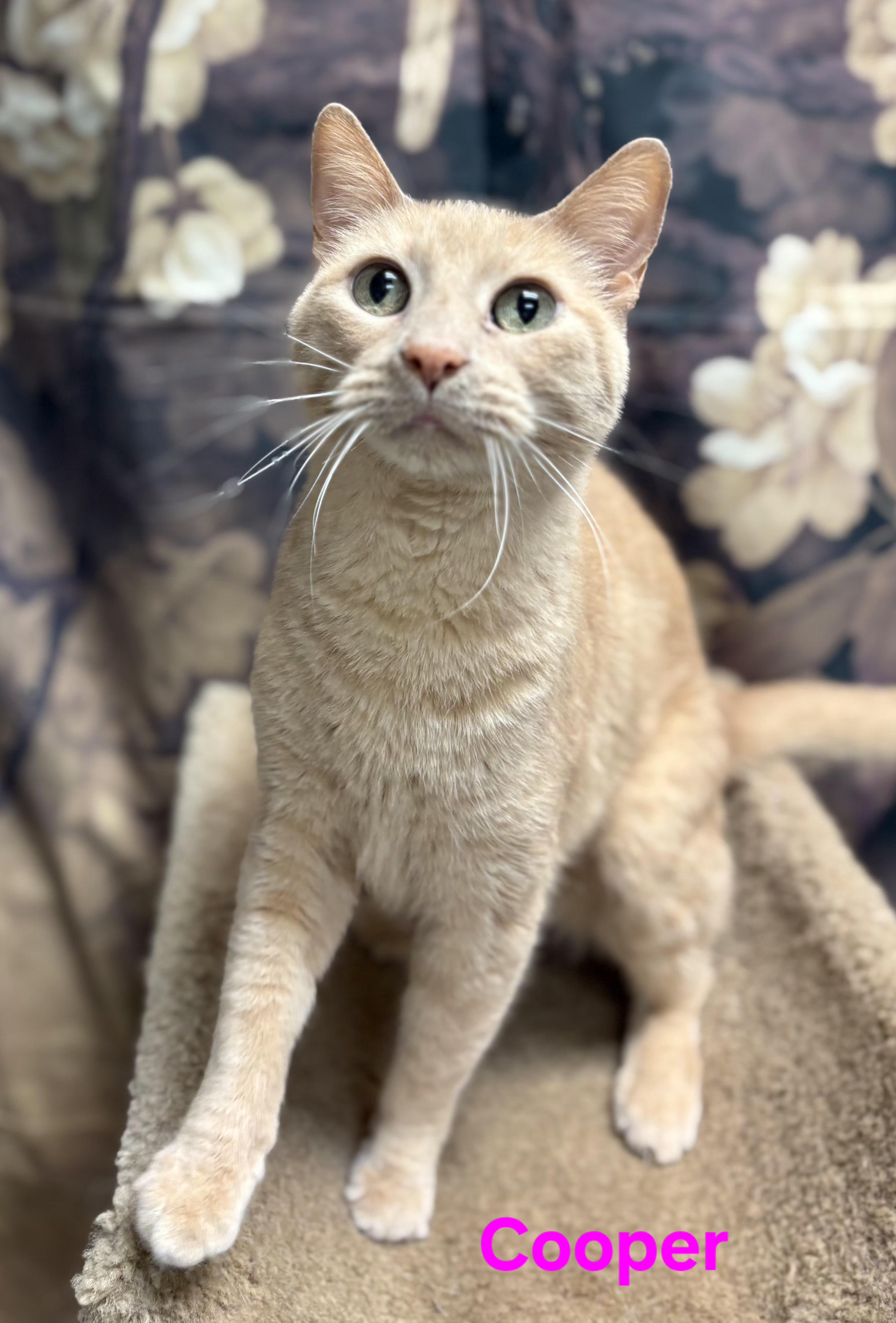 Enlarge Cooper, a ADOPTABLE Domestic Short Hair in Aurora, NE image 1/2