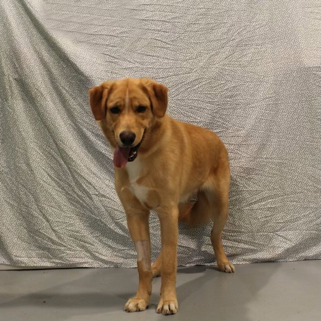 Dog for adoption Bobby, a Yellow Labrador Retriever Mix in Pomona, NY