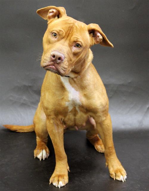 Enlarge ELLA, a Adoptable mixed breed in Winter Haven, FL image 1/1