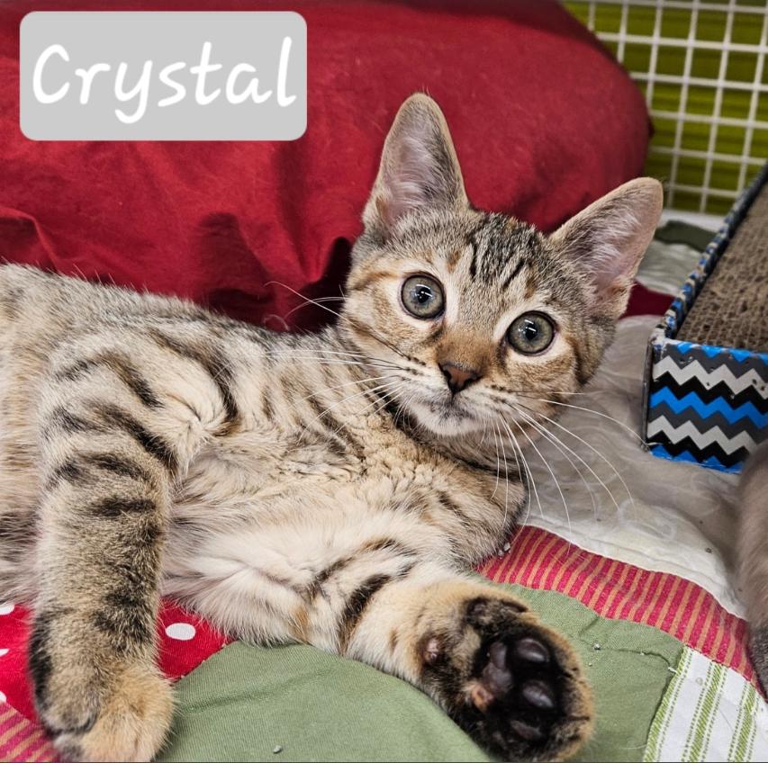 Enlarge Crystal, a Adopted Domestic Short Hair in Cherry Hill, NJ image 1/1