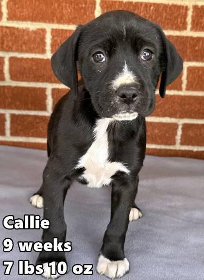 Enlarge Callie, a ADOPTABLE mixed breed in Buffalo, MN image 1/1