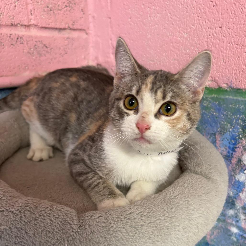 Enlarge Tulip, a Adoptable Domestic Short Hair in Laredo, TX image 1/3