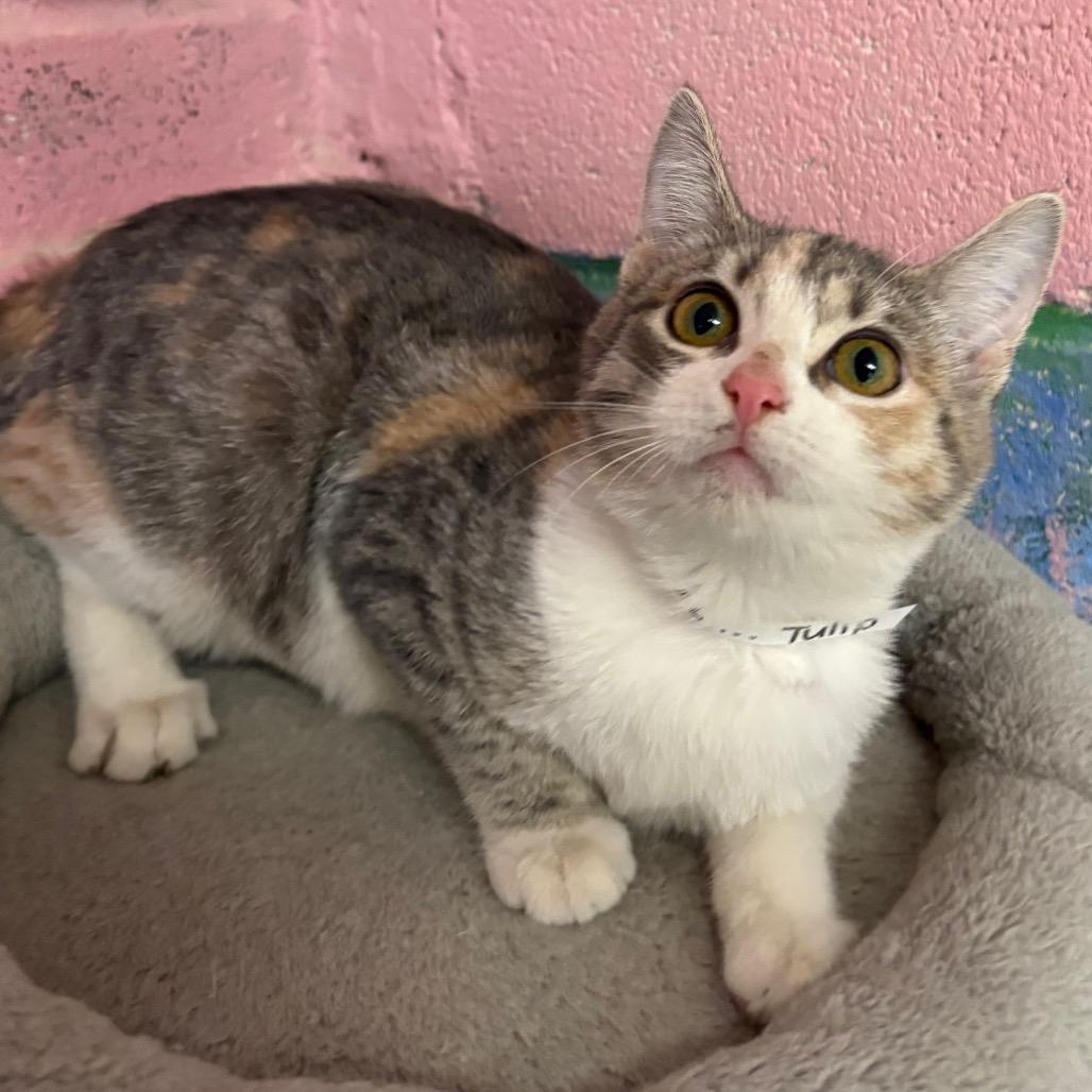 Enlarge Tulip, a Adoptable Domestic Short Hair in Laredo, TX image 2/3