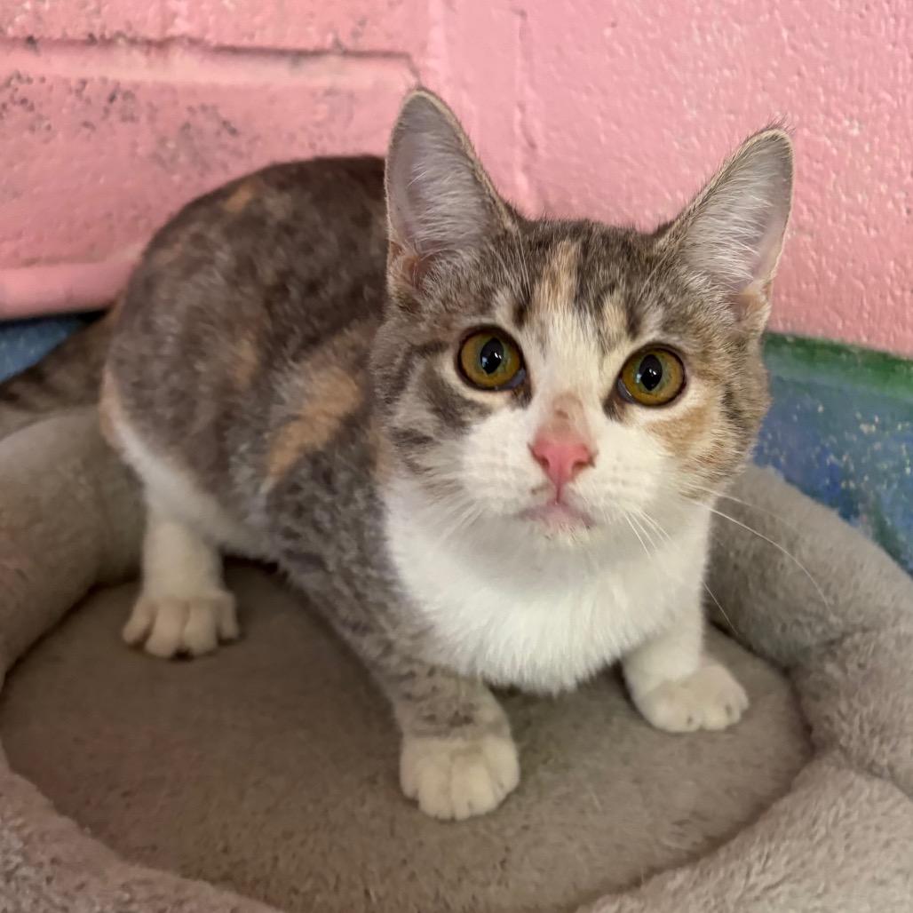 Enlarge Tulip, a Adoptable Domestic Short Hair in Laredo, TX image 3/3