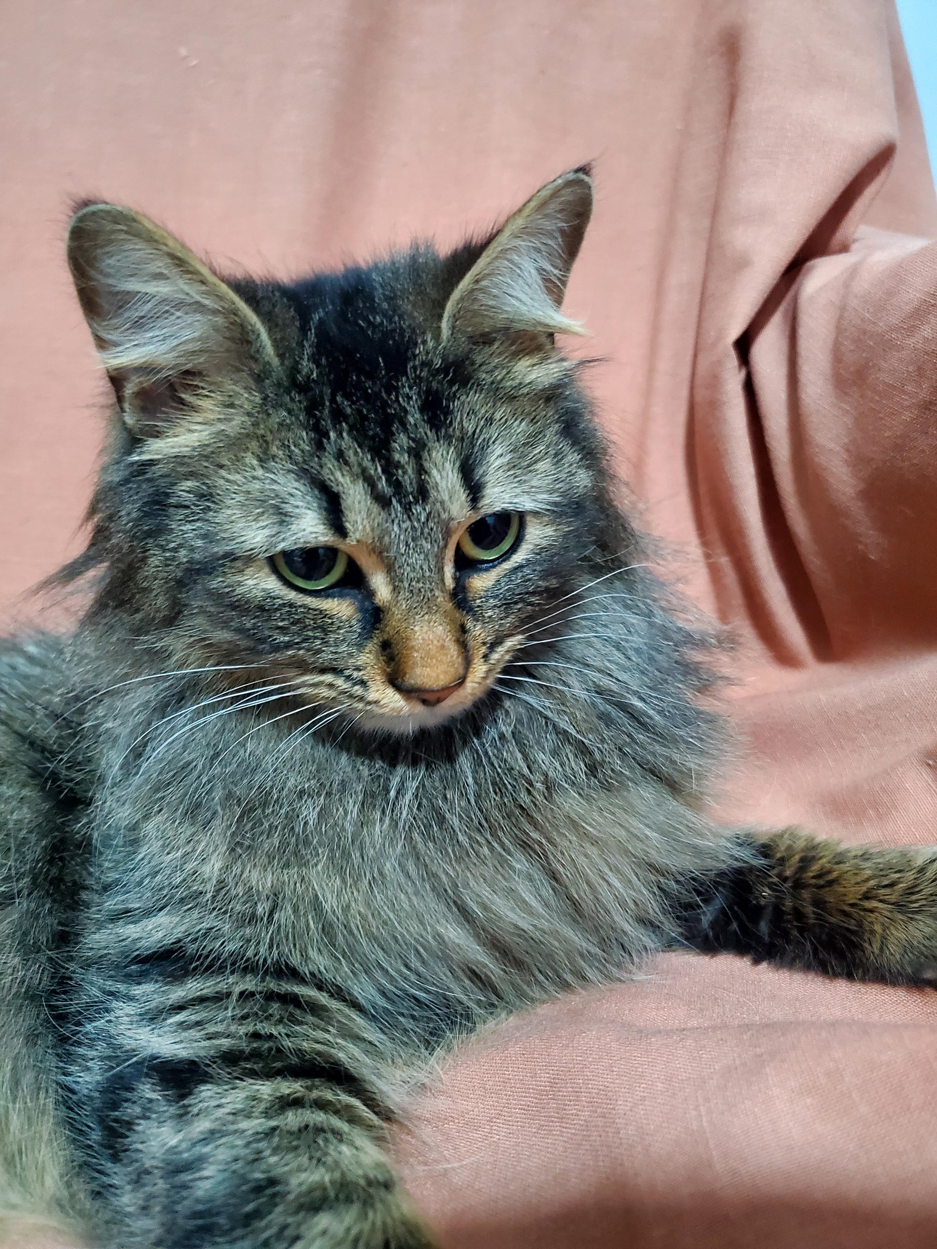 Autumn , ADOPTABLE, Young Female Domestic Long Hair.