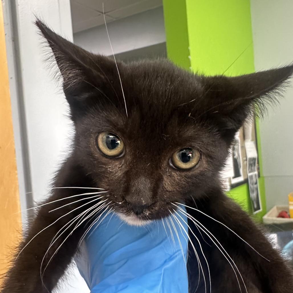 Count Catula, Adoptable, Kitten Male Domestic Short Hair.