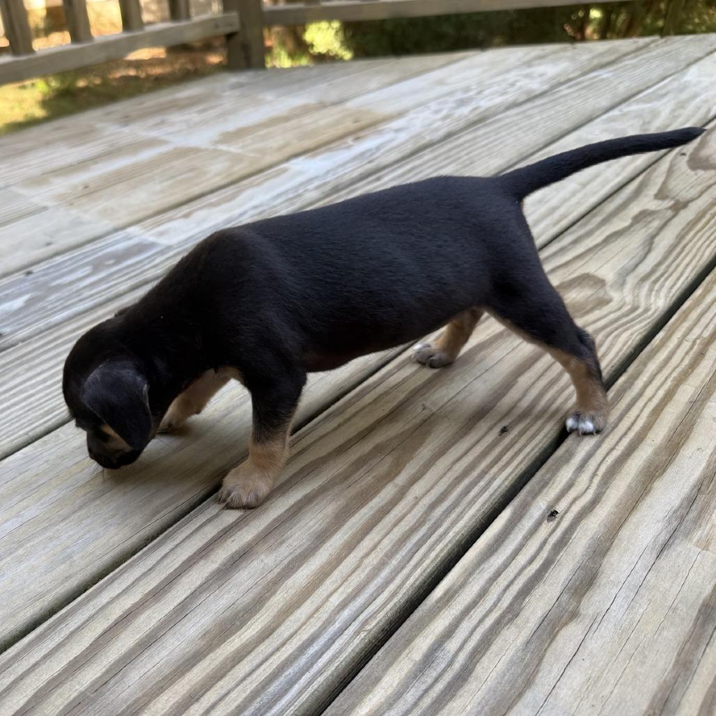 Margarita, Adoptable, Puppy Female Terrier & Mixed Breed.