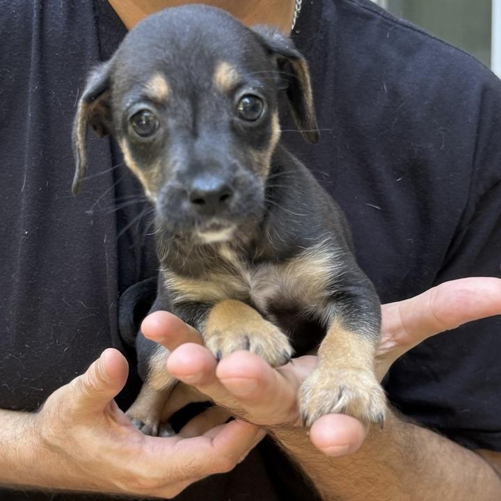 Enlarge Margarita, a Adoptable mixed breed in Raleigh, NC image 2/6