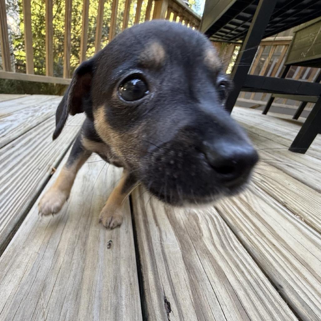 Enlarge Margarita, a Adoptable mixed breed in Raleigh, NC image 3/6
