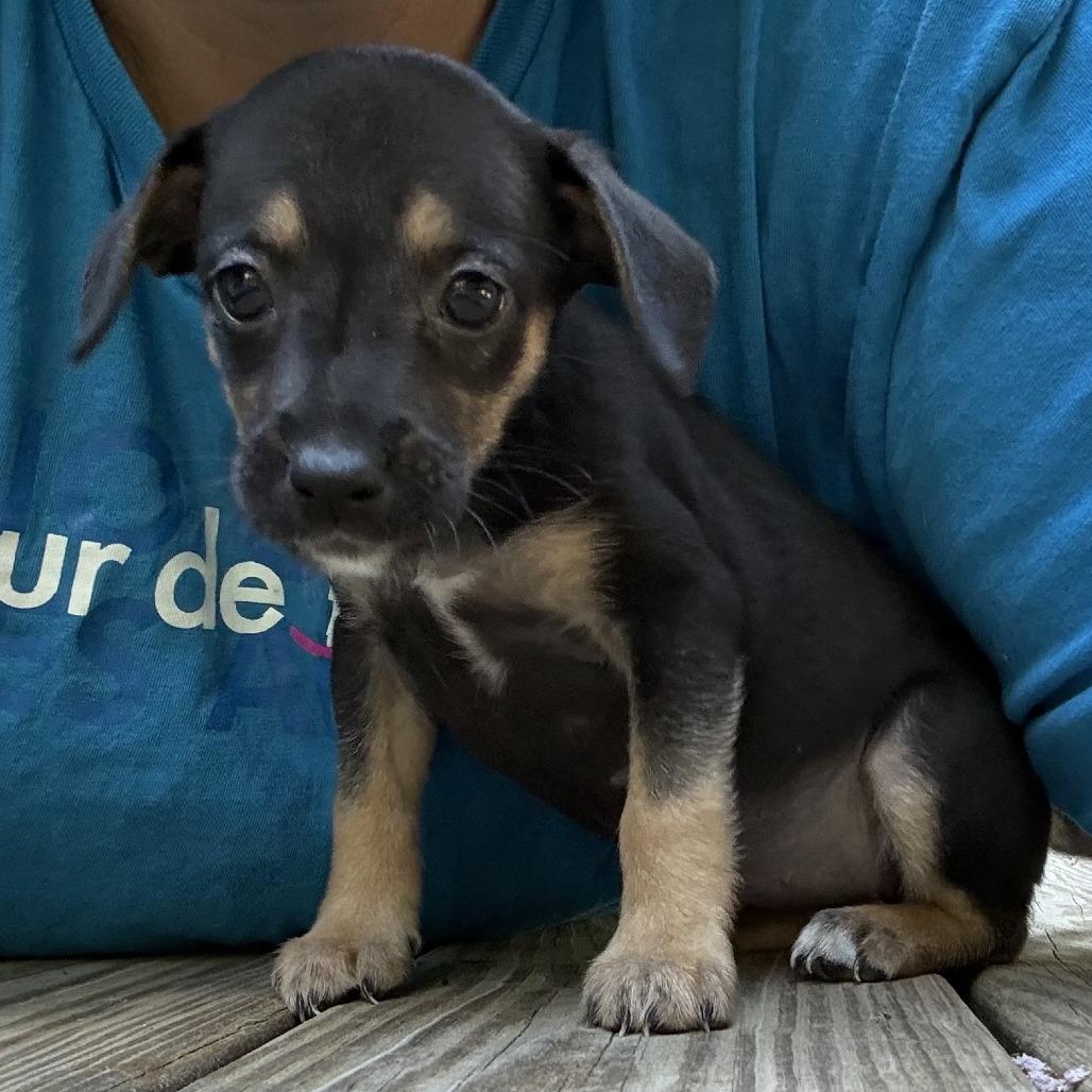 Enlarge Margarita, a Adoptable mixed breed in Raleigh, NC image 4/6