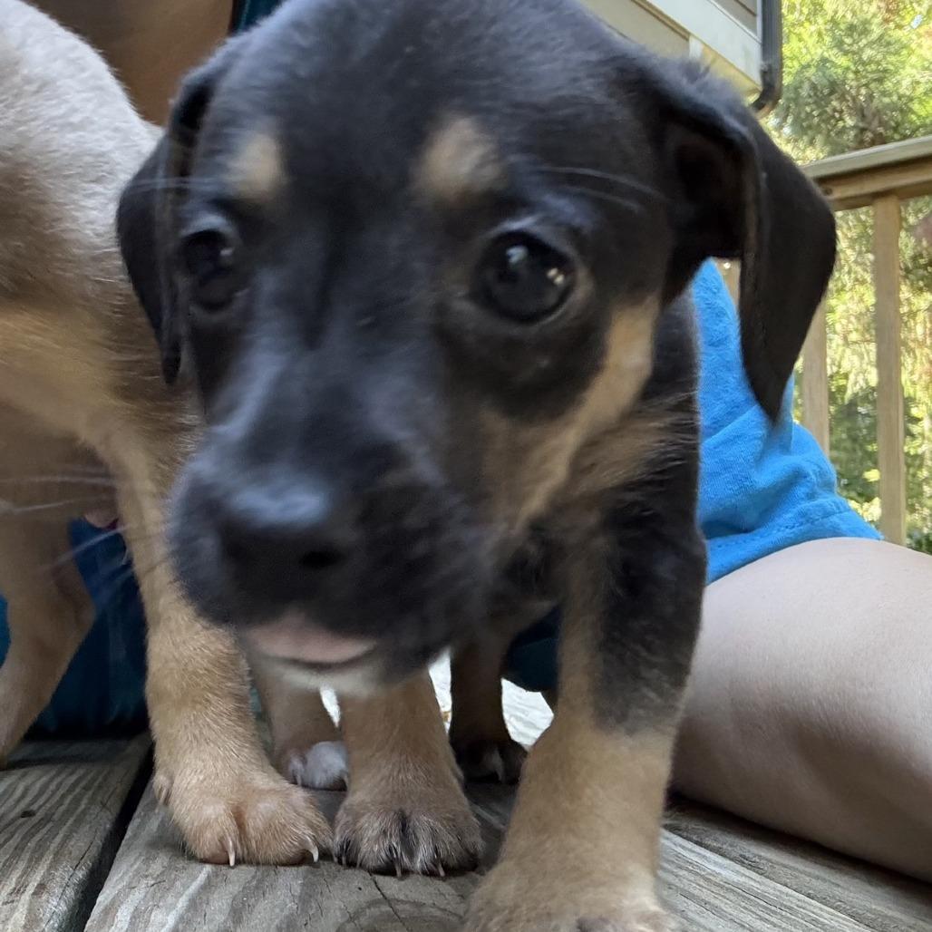 Enlarge Margarita, a Adoptable mixed breed in Raleigh, NC image 5/6