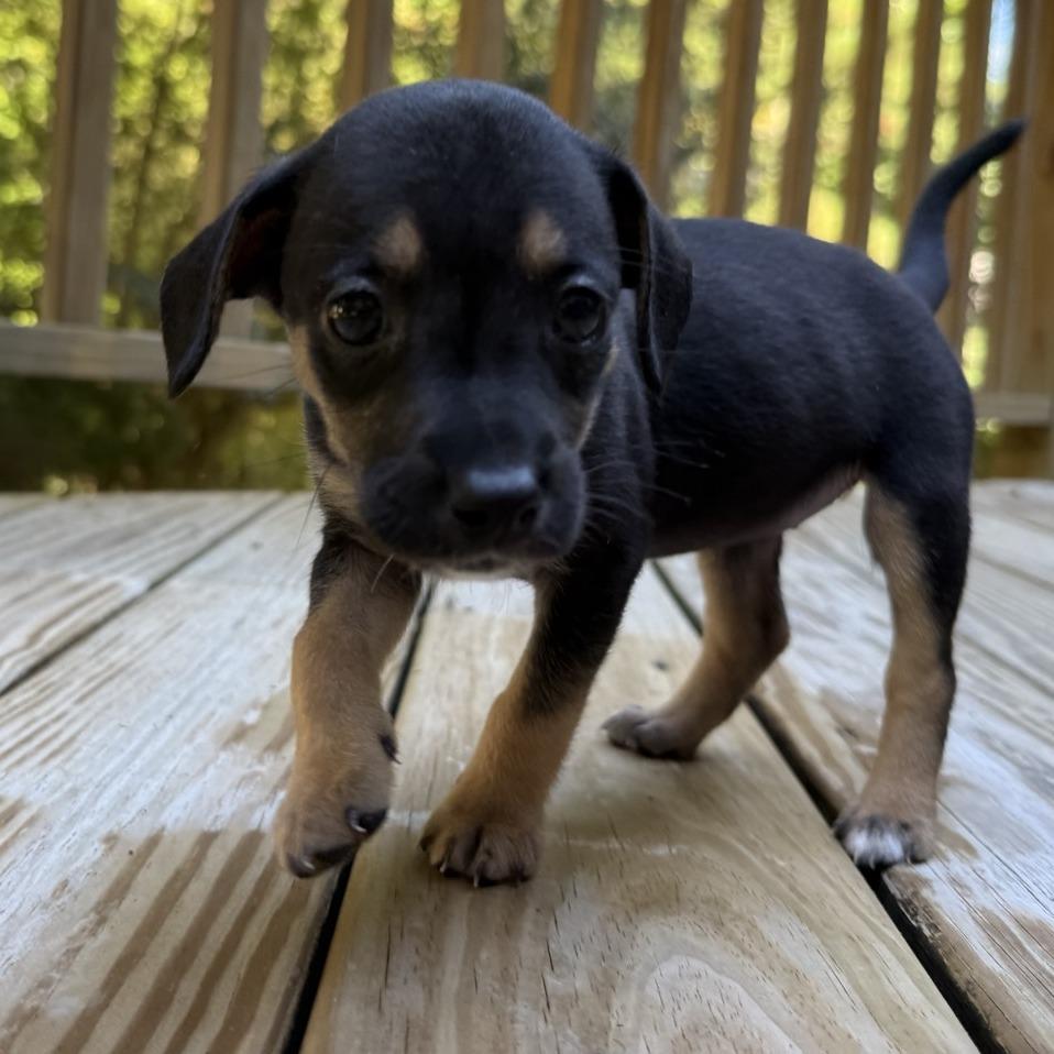 Enlarge Margarita, a Adoptable mixed breed in Raleigh, NC image 6/6