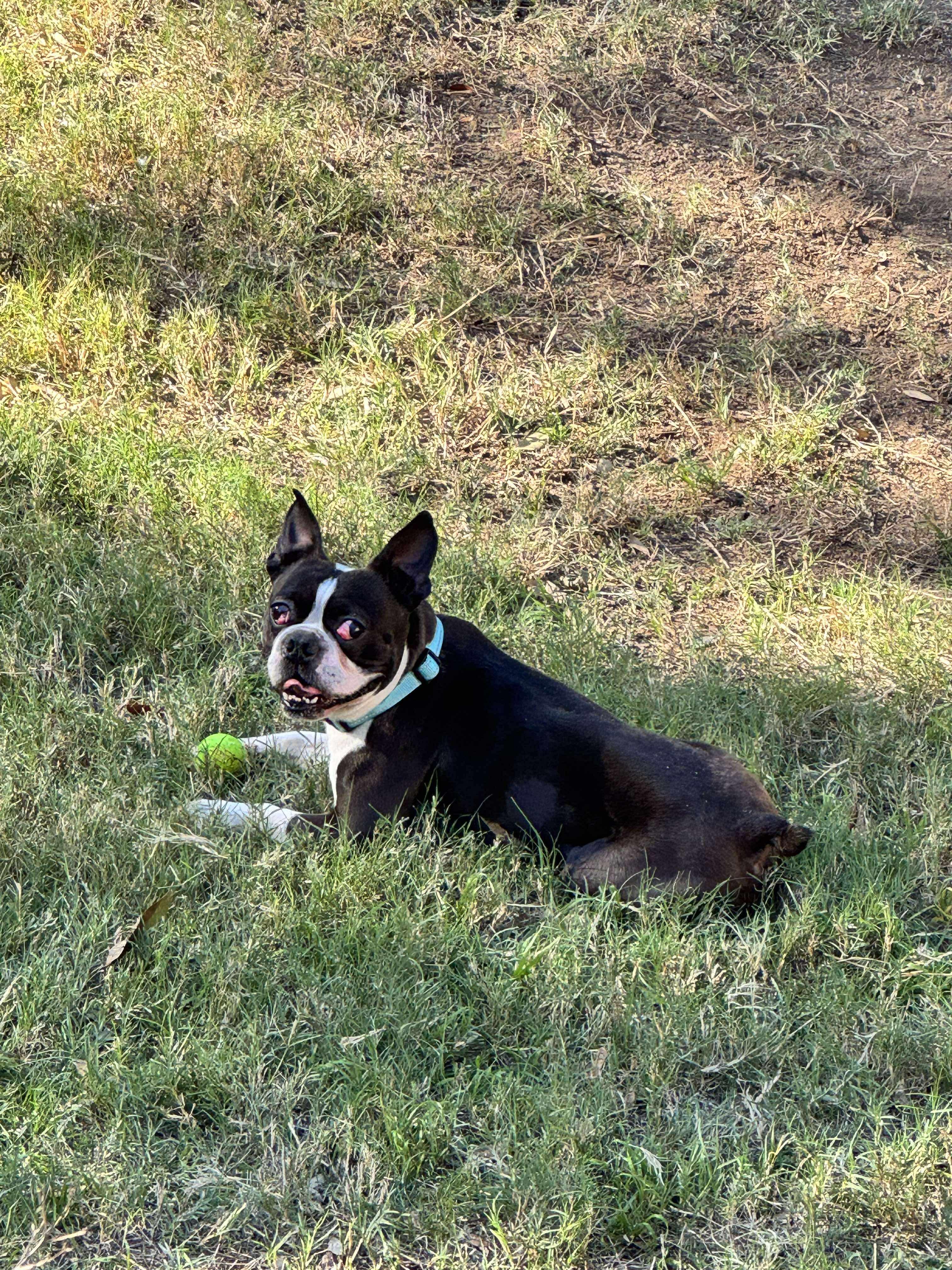 Lars, Adopted, Adult Male Boston Terrier.