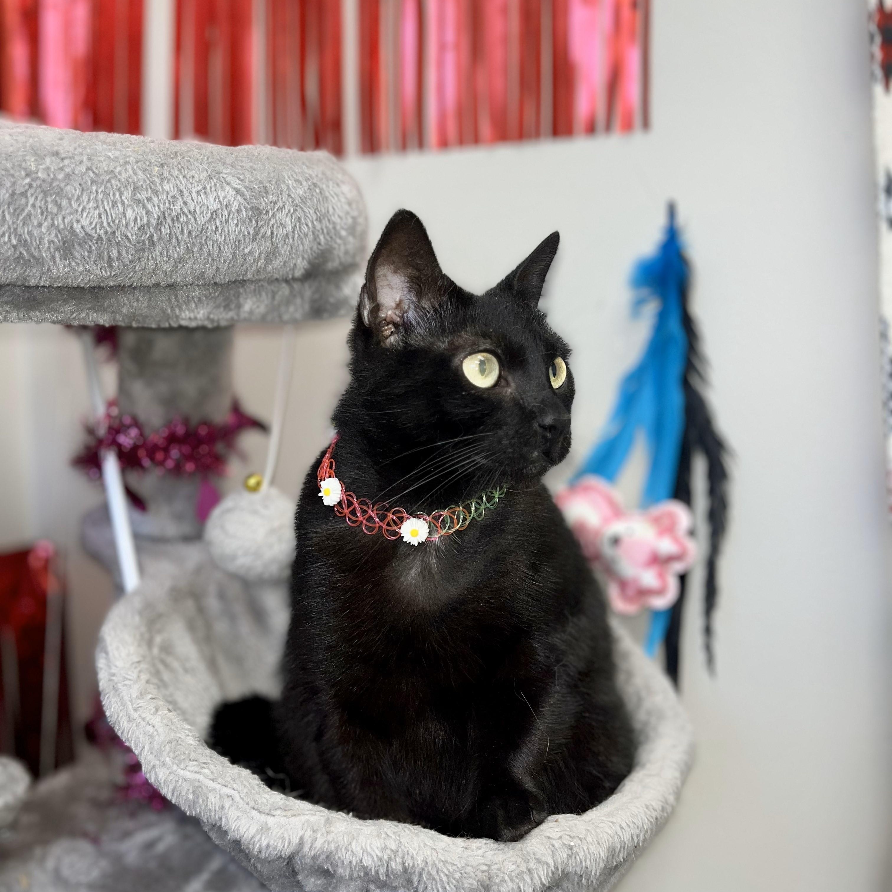 Blackout — thumbnail 3