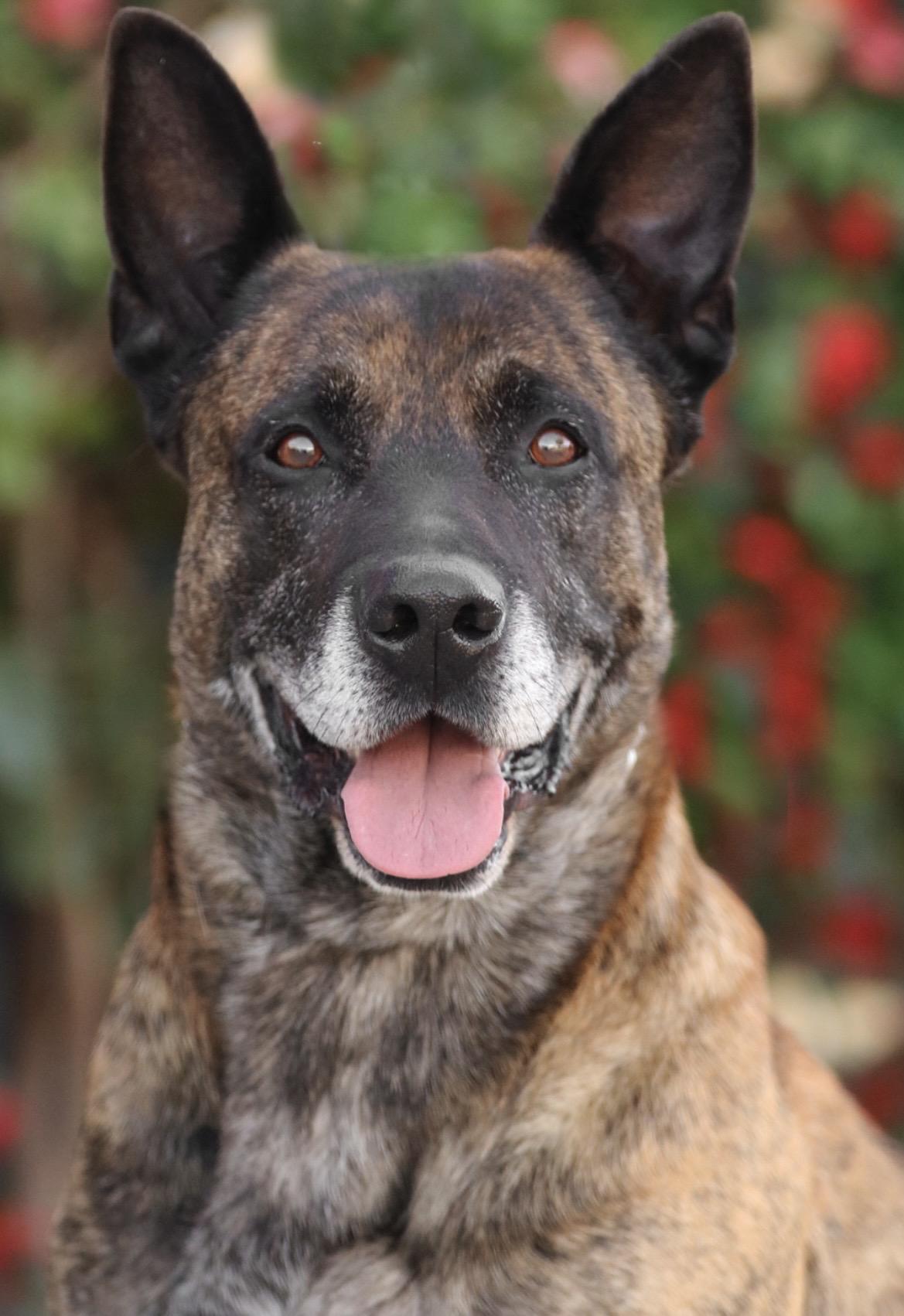Enlarge Dave, a ADOPTABLE mixed breed in Sherman Oaks, CA image 2/3