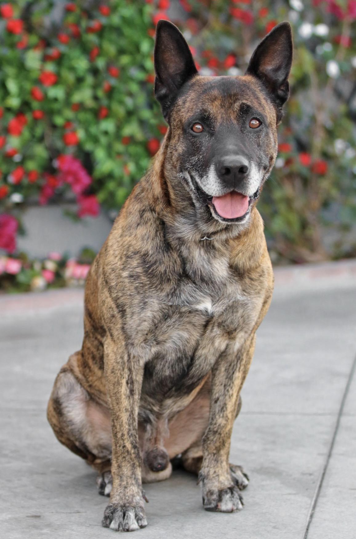 Dave, ADOPTABLE, Adult Male Dutch Shepherd & Pit Bull Terrier.