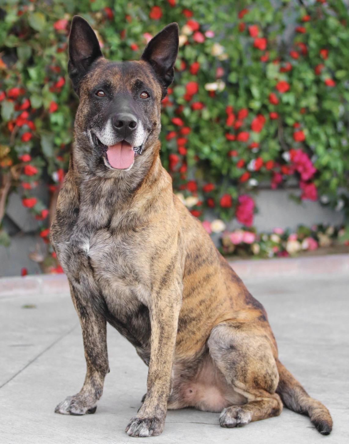 Enlarge Dave, a ADOPTABLE mixed breed in Sherman Oaks, CA image 3/3
