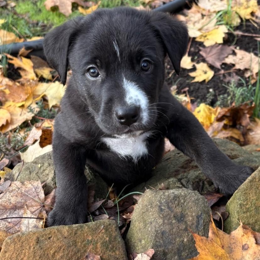 Max, ADOPTABLE, Puppy Male Mixed Breed.