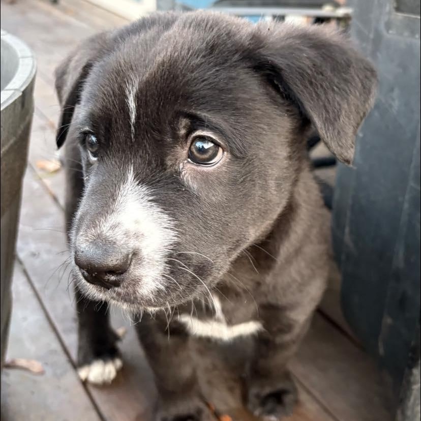 Enlarge Max, a ADOPTABLE mixed breed in Salem, OR image 2/3
