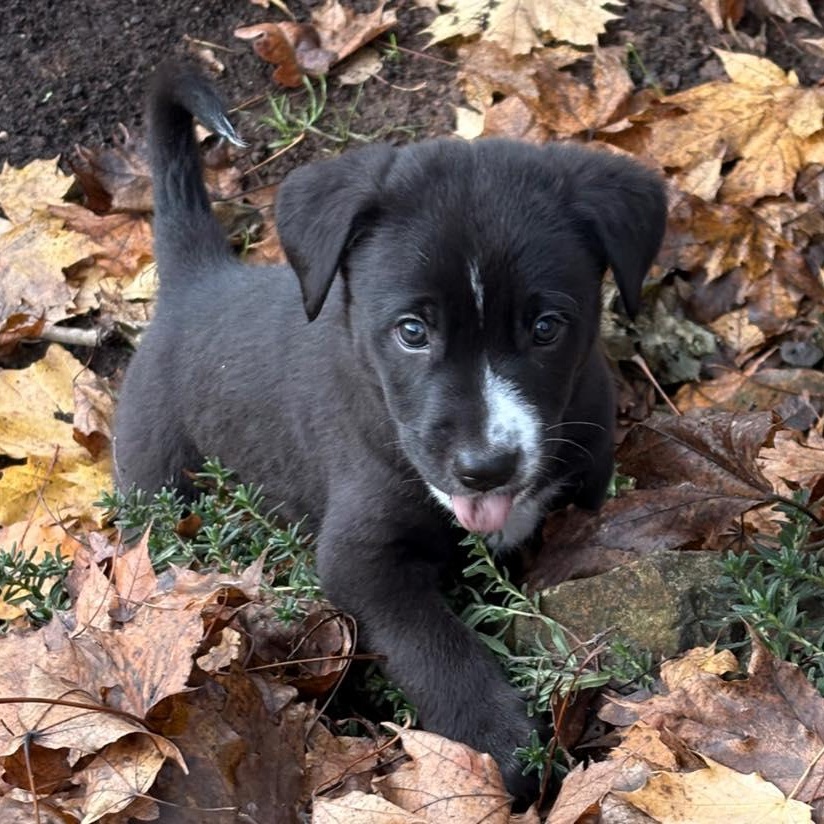 Enlarge Max, a ADOPTABLE mixed breed in Salem, OR image 3/3