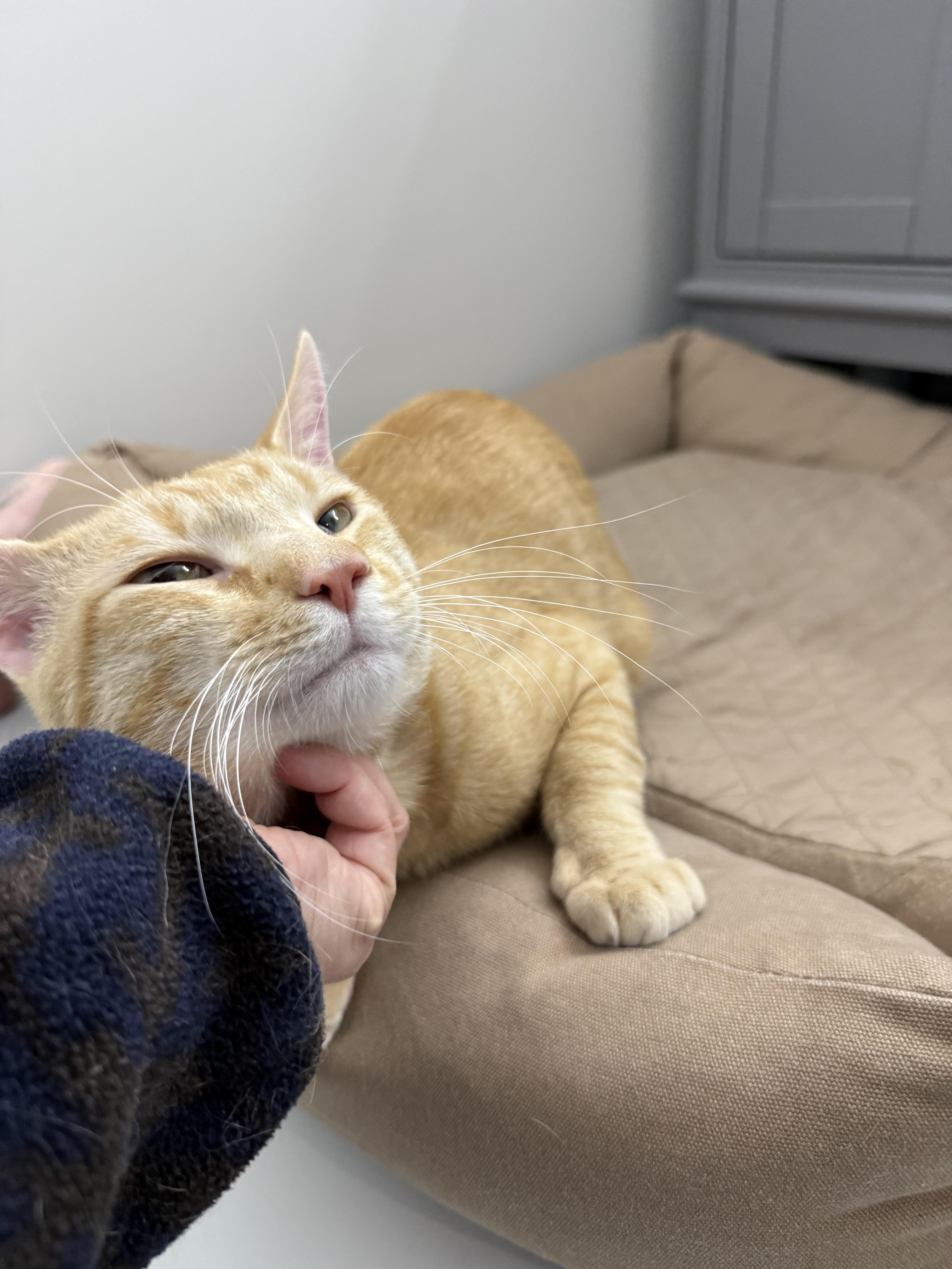 Enlarge Malcolm, a ADOPTABLE Domestic Short Hair in Washington, DC image 3/5