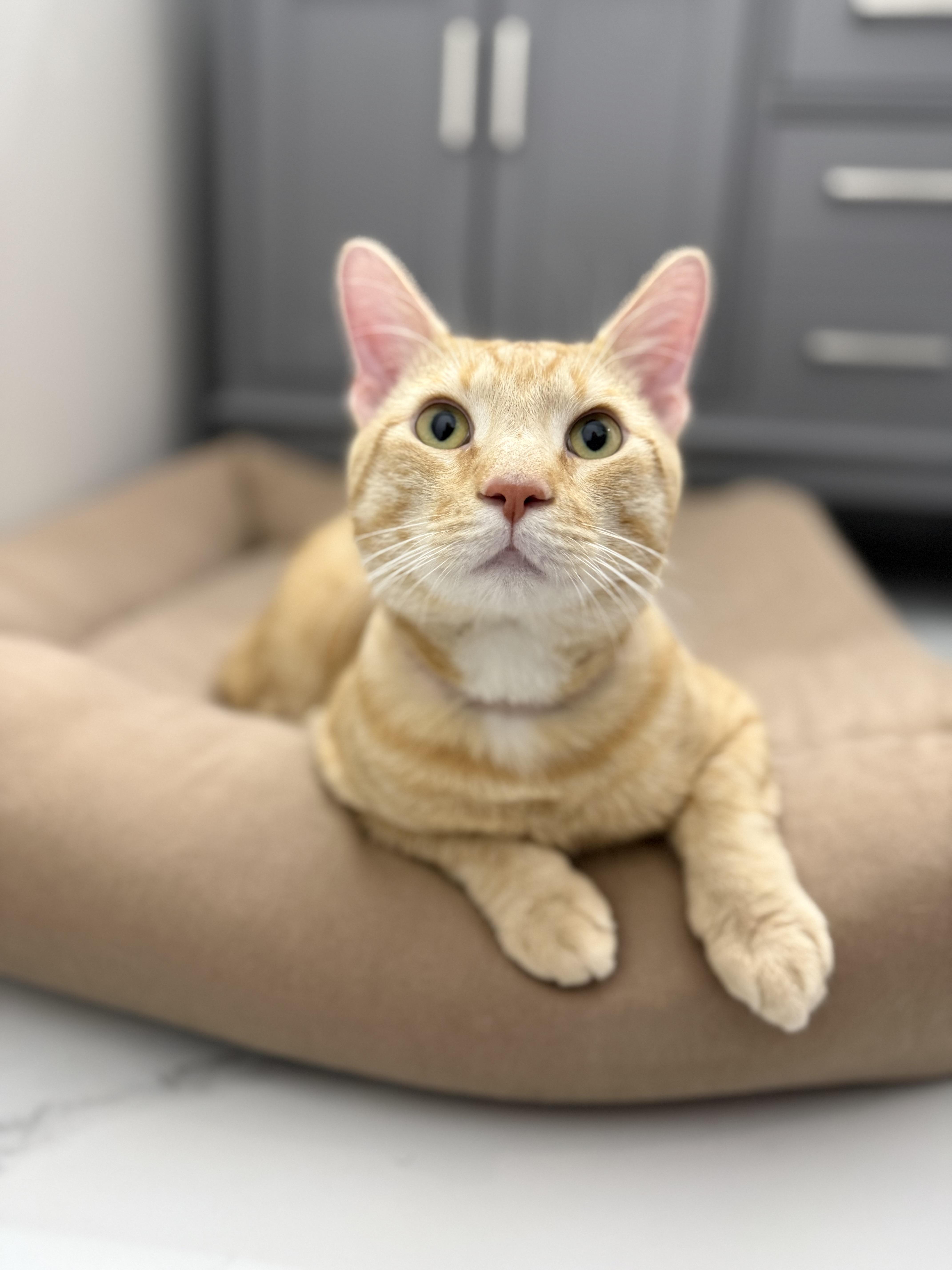 Enlarge Malcolm, a ADOPTABLE Domestic Short Hair in Washington, DC image 5/5
